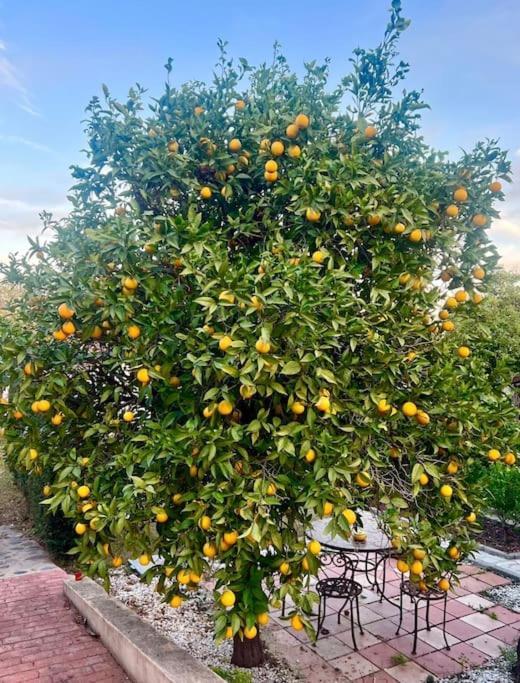 Finca Tierra Sana Estepona Bagian luar foto