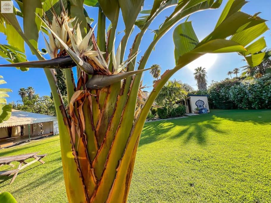 Finca Tierra Sana Estepona Bagian luar foto