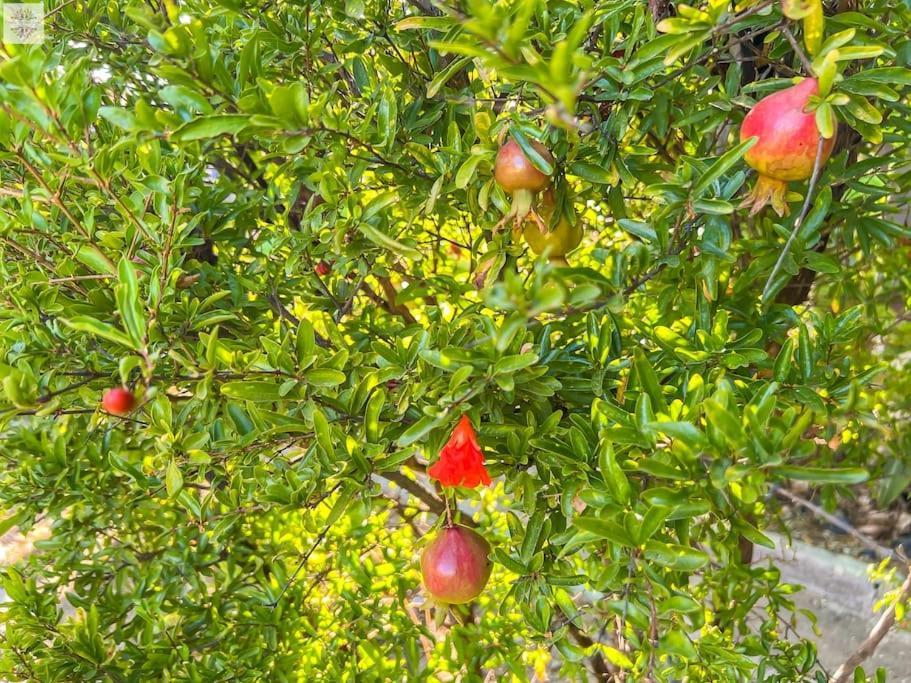 Finca Tierra Sana Estepona Bagian luar foto